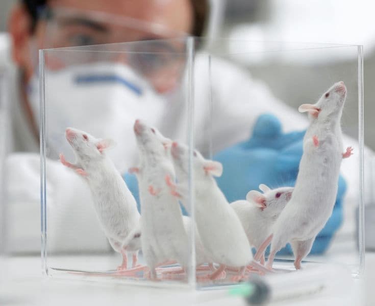 White mice in glass case with lab researcher